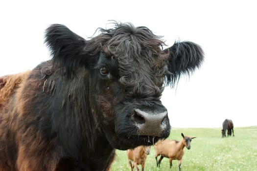 Ox
