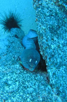 Moray eel floating freely on the stone