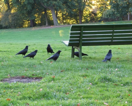 The ravens actually walked in circles.