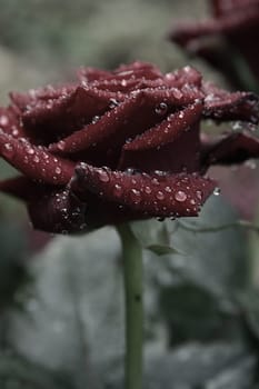 Rose with raindrops