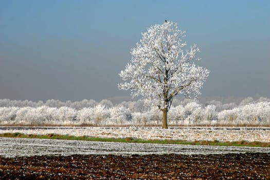 Landscape in Reif