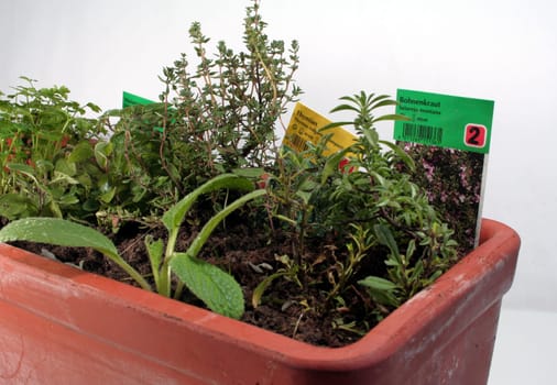 Balcony herbs II