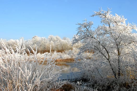 Winter pond
