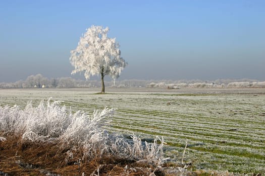 Ripening landscape with tree