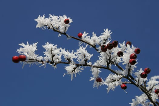 Rosehips in frost
