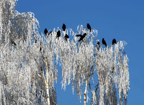 Crow tree
