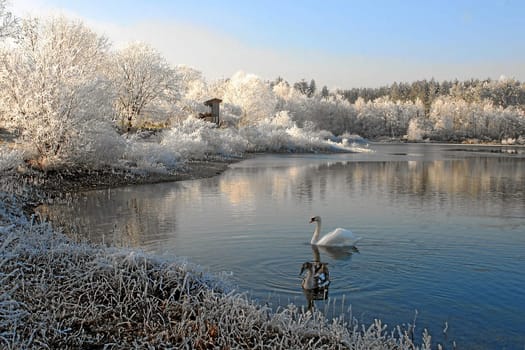 Winter pond with swans