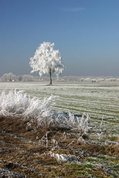 wintry landscape