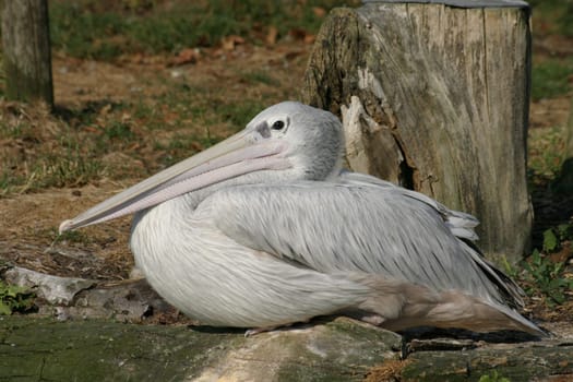 Eastern white pelican