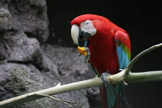 Parrot eating a piece of orange