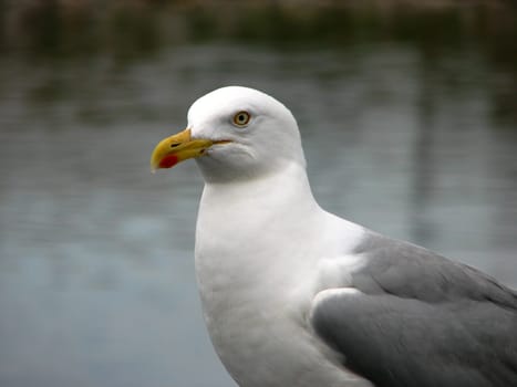 Herring gull or black-headed gull?