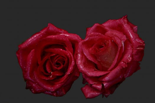 Double Rose,natural