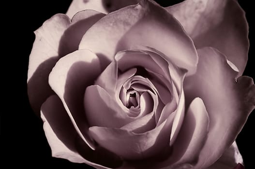 Rose from above,hard