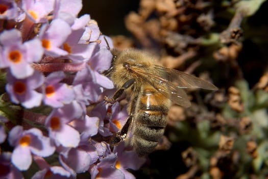 Bee 10