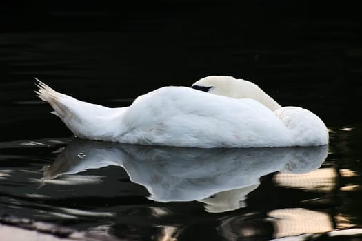 Sleeping Swan 03