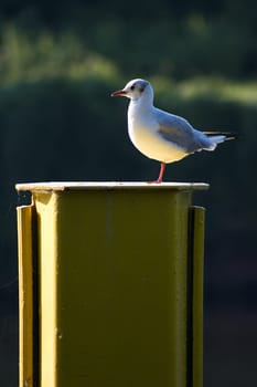Seagull on the bollard 01