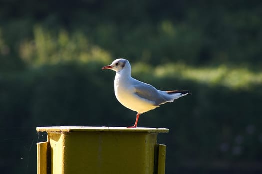 Seagull on the bollard 02