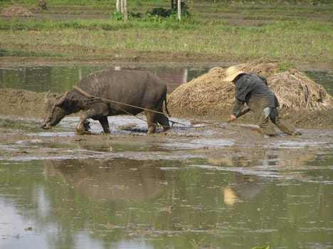 Rice cultivation Cebu/Philippines