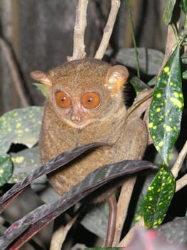 Tarsia monkey in Cebu/Philippines