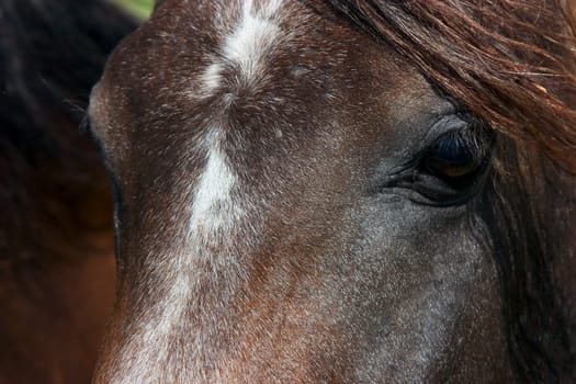 Horse portrait