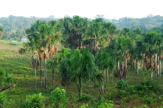 Palm Grove Brazil