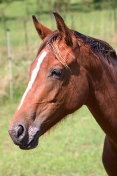 Horse's head
