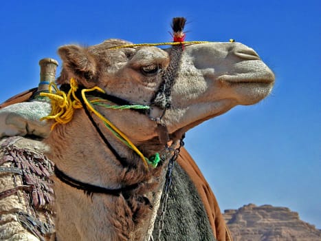 Camel