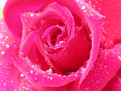 rose without hip without rosehip
