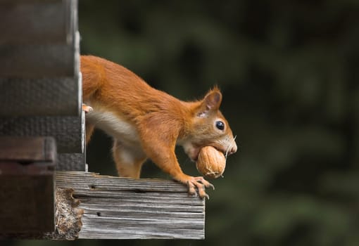 Squirrels foraging