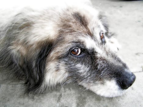 faithful soul