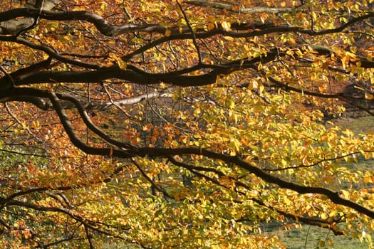 Autumn foliage in backlight
