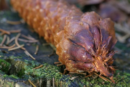 gnawed pine cone on a tree stump