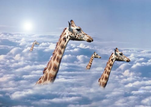 Above the clouds