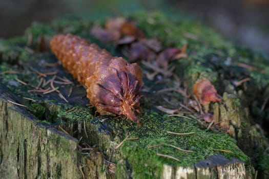 Pine cones on a tree stump