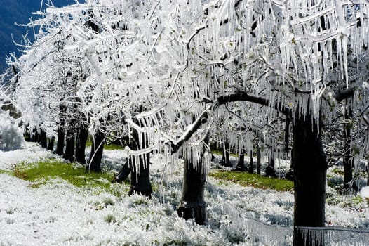 Frost irrigation 1