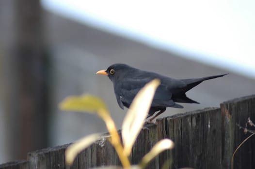Blackbird