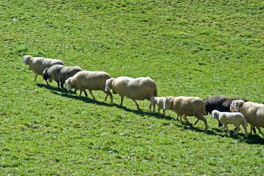 Sheep 2
