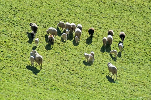Sheep 1