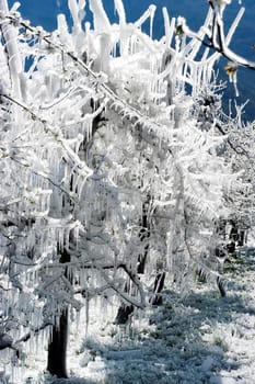 Frost irrigation 4