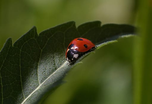 Beetle of the Year