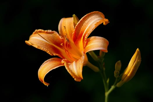 Lily