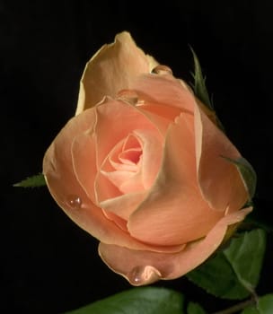 Tears of a Rose