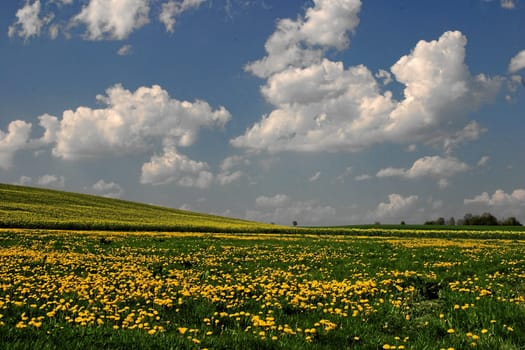 spring meadow