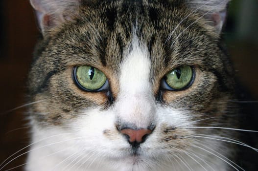 Cat Raoulchen frontal