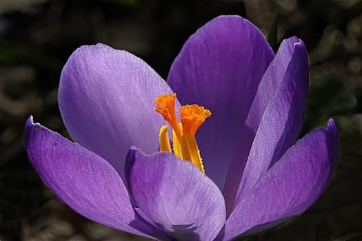 Crocus Macro