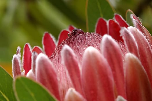 Recorded in Sydney,Australia