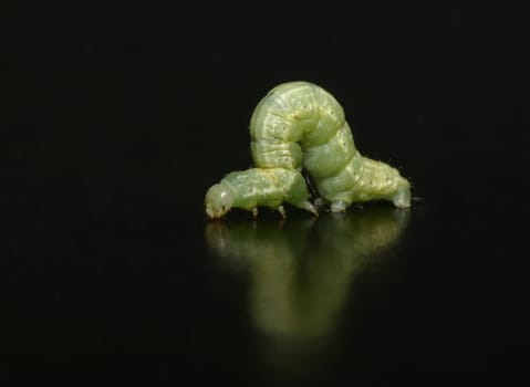 The caterpillar was just about 1 cm long. I took it with my 90s Tamron macro