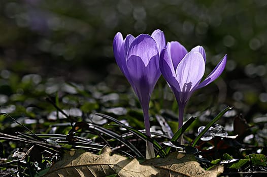 Recorded March 2005