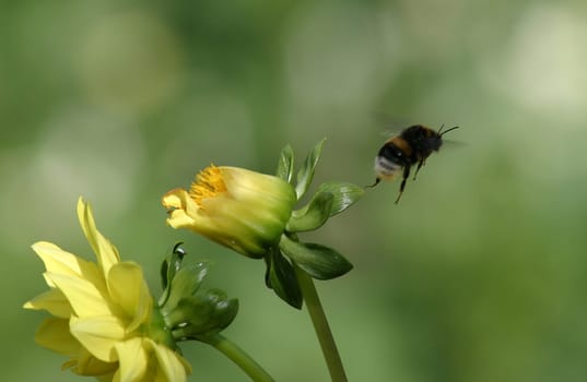 Taken with Canon's 75 - 300 IS USM