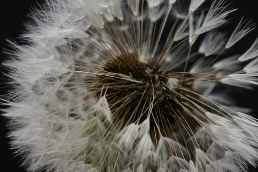 Wet dandelion